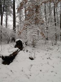 Snow covered trees