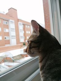 Cat looking through window