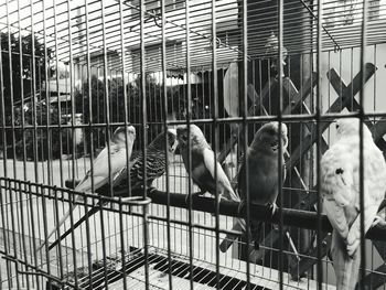 Close-up of budgerigars in birdcage