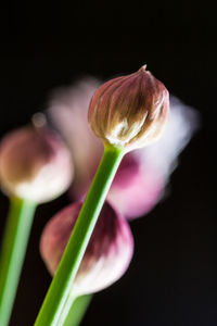 Close-up of flower against black background