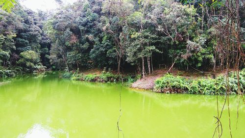 River amidst trees in forest