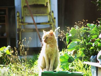 Close-up of cat sitting by plants