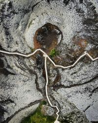 High angle view of a lizard on rock
