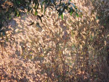 Plants growing on tree