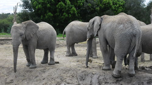 Elephant walking in a field