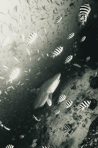 Fish swimming in sea