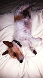 Close-up of dog sleeping on bed at home