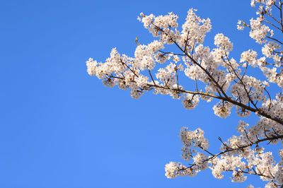 Low angle view of cherry blossom tree against blue sky