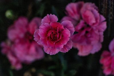 Close-up of pink rose flower