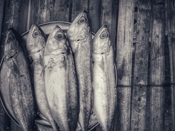 Close-up of fish hanging on wood at market