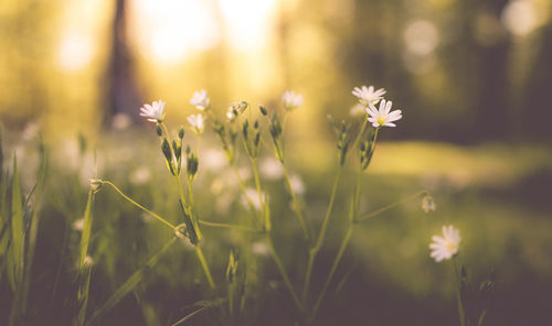 Close-up of flower blooming in field