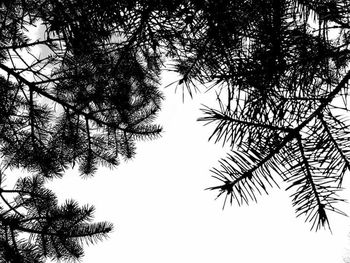 Low angle view of trees against sky