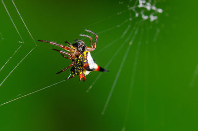 Close-up of spider on web