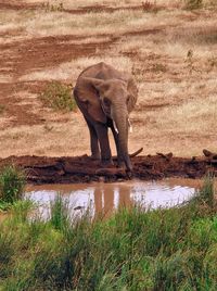 Elephant standing on field