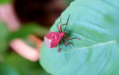 Close-up red cotton bug on leaves 