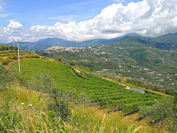 Scenic view of agricultural field against sky