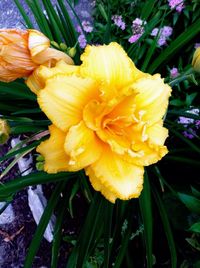 Close-up of yellow flower