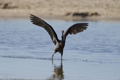 Bird flying over lake