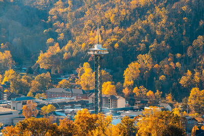 Trees in forest during autumn