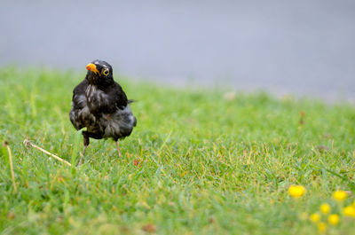 Bird in a field