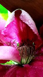 Close-up of pink flowers