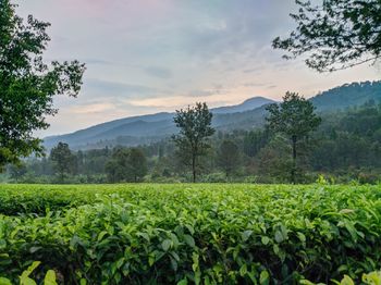 Afternoon tea garden view