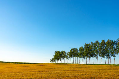 Scenic view of agricultural field against clear blue sky