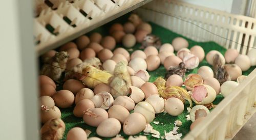 Baby chickens hatching in crate