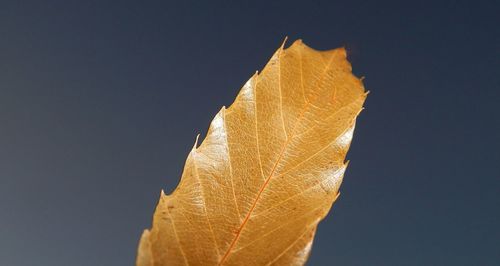 Leaf  art  in sky 