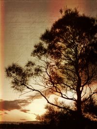 Bare trees at sunset