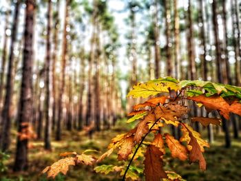 Close-up of autumnal leaves on tree trunk in forest
