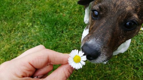 Cropped image of hand holding flower by dog on field