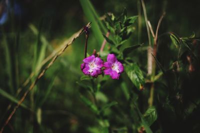 Close-up of pink flowering plant