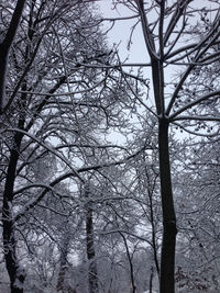 Low angle view of bare trees against sky