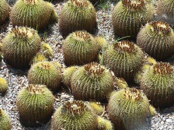 Full frame shot of succulent plants