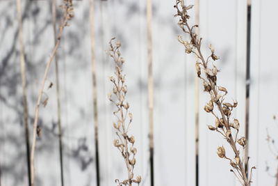 Close-up of plant against blurred background