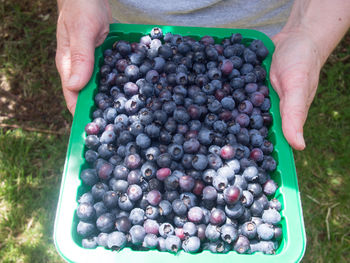 Cropped image of hands holding blueberries