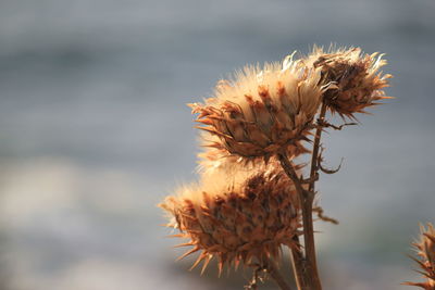 Close-up of wilted thistles outdoors