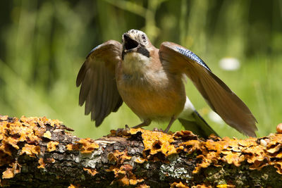 Close-up of bird flying