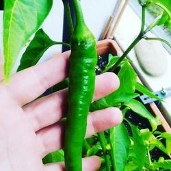 Close-up of hand holding vegetables