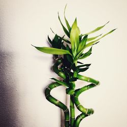 Plant growing by white wall