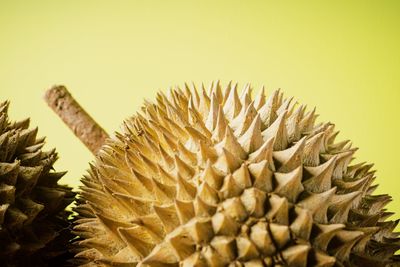 Close-up of cactus plant against white background