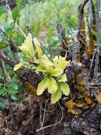 Close-up of leaves on tree trunk