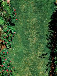 High angle view of flowering plants on land