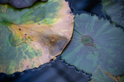 High angle view of leaves floating on lake