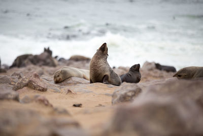 Cape cross seal reserve, namibia