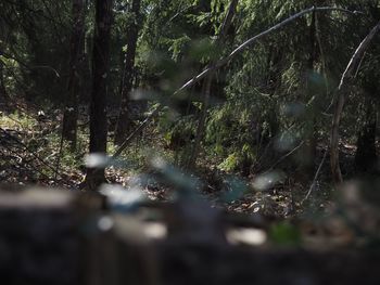 Trees growing in forest