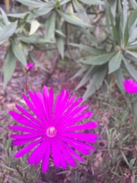 Close-up of purple flower blooming outdoors