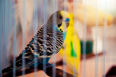 Close-up of parrot in cage