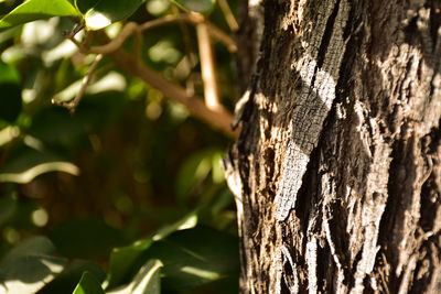 Close-up of lizard on tree trunk